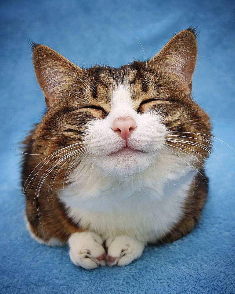 Instagram.com/rexiecat